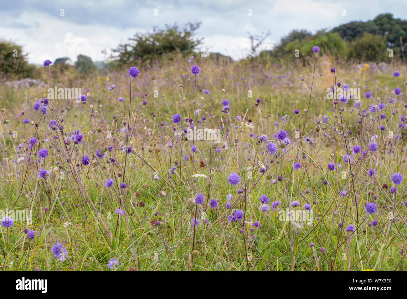 Devil's bit Scabious (Succisa pratensis) poussant dans les prairies calcaires. Parc national de Peak District, Derbyshire, Royaume-Uni. En août. Banque D'Images