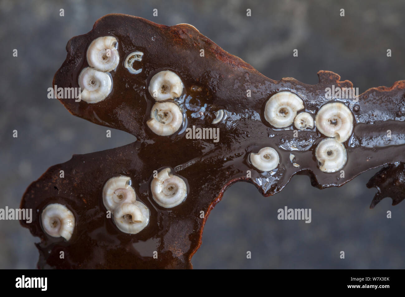 Les vers du tube (Spirorbis spirorbis) sur crémaillère (Fucus serratus). Île de Skye, Hébrides intérieures, Ecosse, Royaume-Uni Banque D'Images