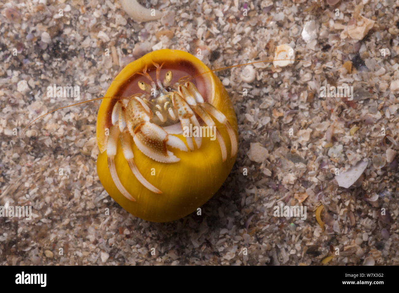 L'Ermite commun (Pagurus bernhardus) dans Télévision Periwincle Littorina obtusata (shell). Isle of Mull, Scotland, UK. De juin. Banque D'Images