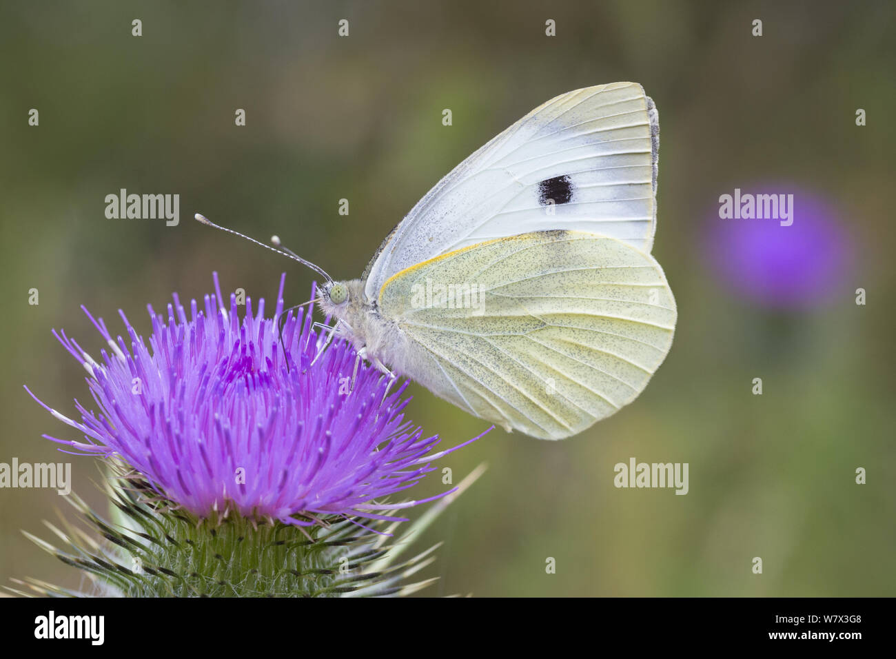 Grand blanc / white Cabbage butterfly (Pieris brassicae) se nourrissant de Spear Thistle (Cirsium vulgare). L'Oxfordshire, UK. Juillet. Banque D'Images