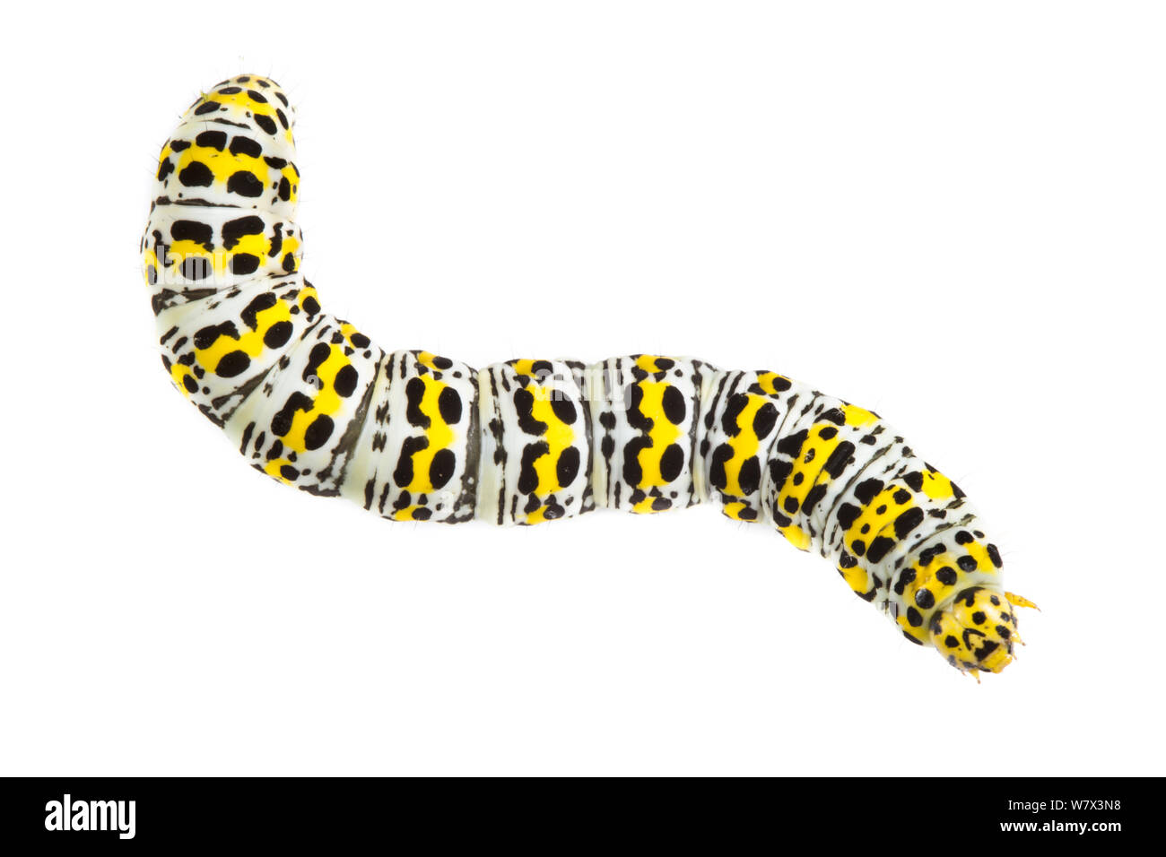 Mullein moth (Shargacucullia verbasci) Caterpillar sur fond blanc dans un studio mobile de campagne. Devon, Royaume-Uni. De juin. Banque D'Images