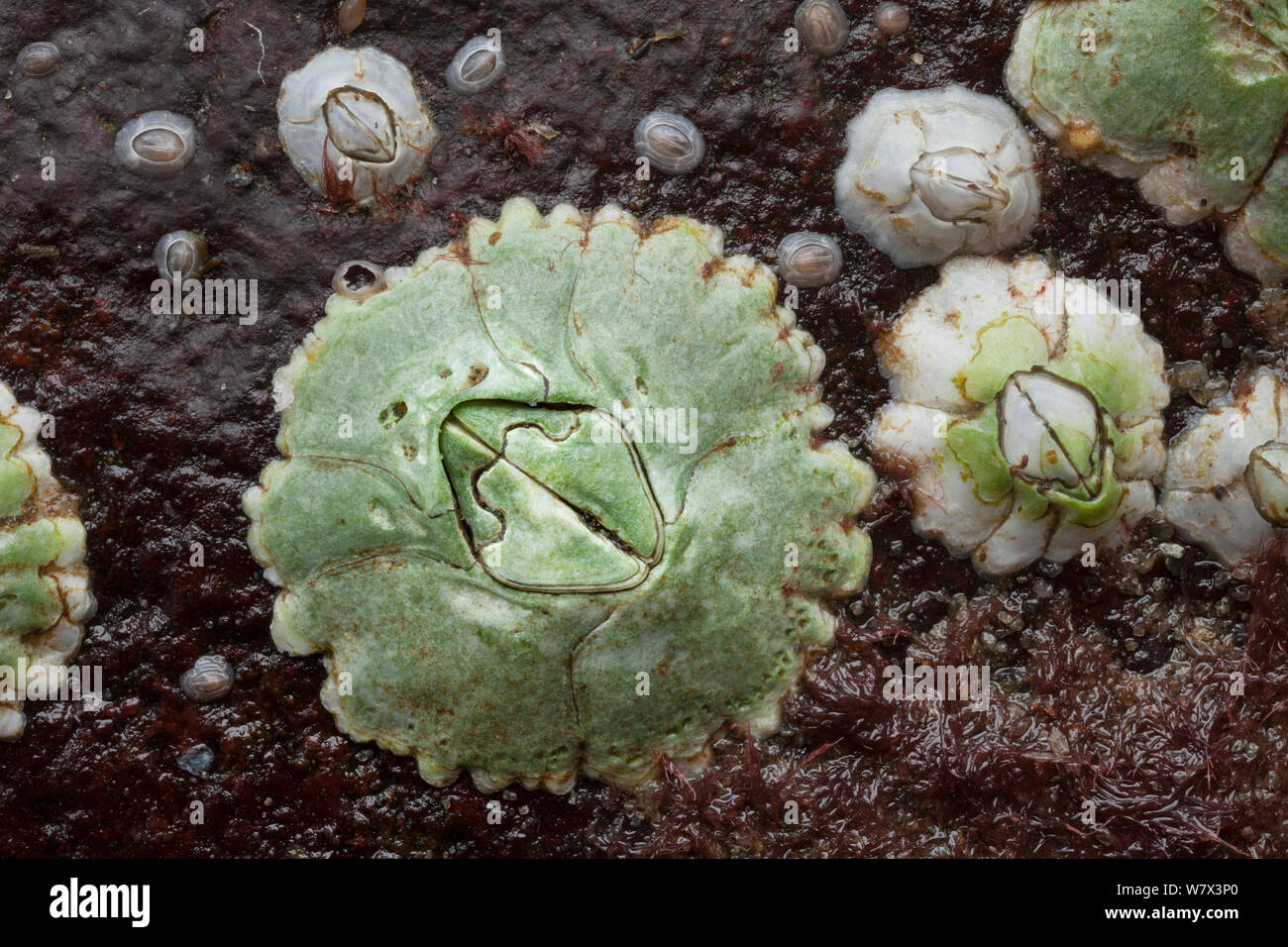 Acorn barnacle (Semibalanus balanoides) Île de Skye, Hébrides intérieures, Ecosse, Royaume-Uni. Avril. Banque D'Images