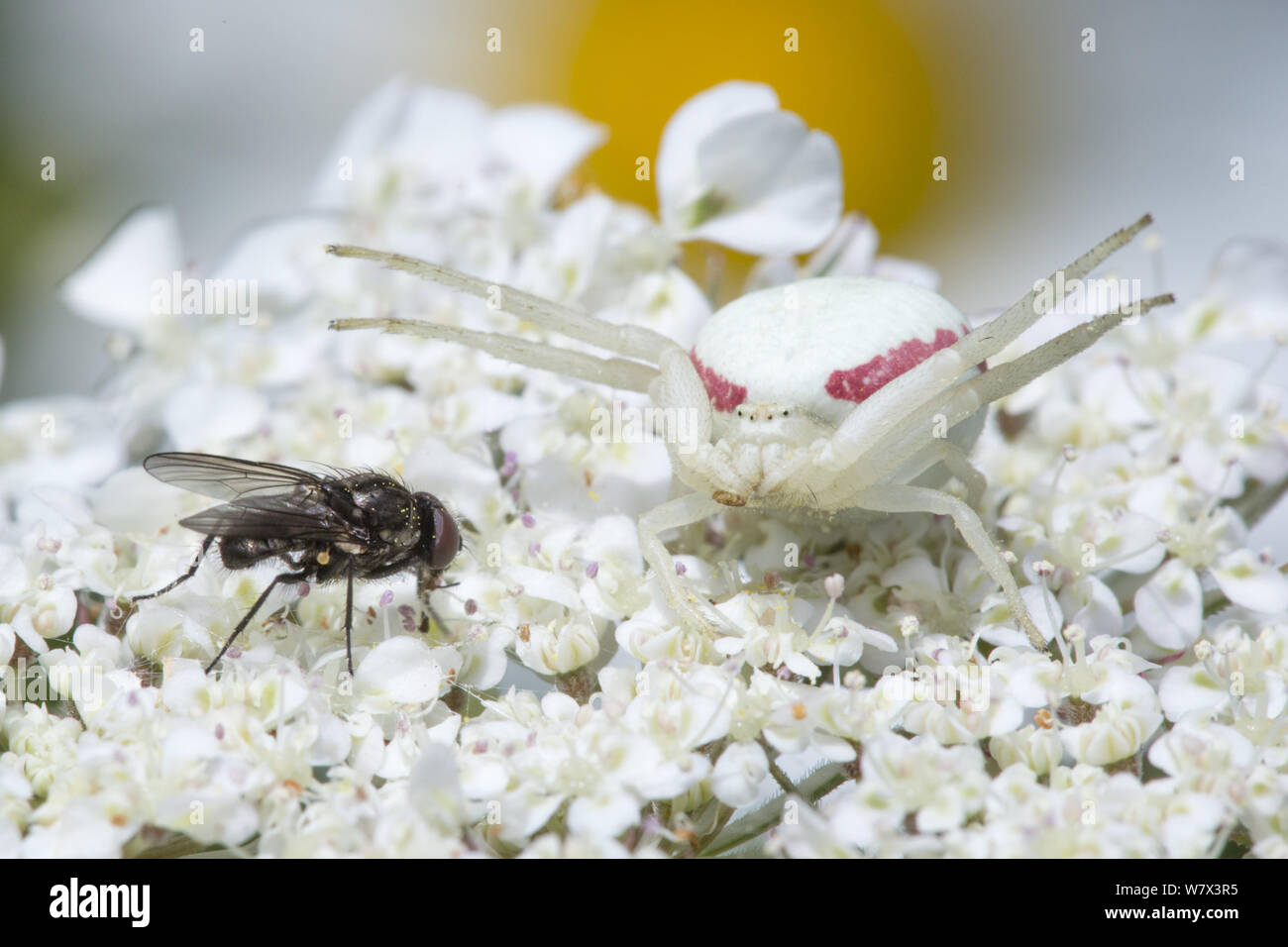 Forme de crabe blanc Verge d'Araignée (Misumenia vatia) camouflé sur umbellifer fleurs préparation de l'embuscade d'une mouche. Devon, Royaume-Uni. De juin. Banque D'Images