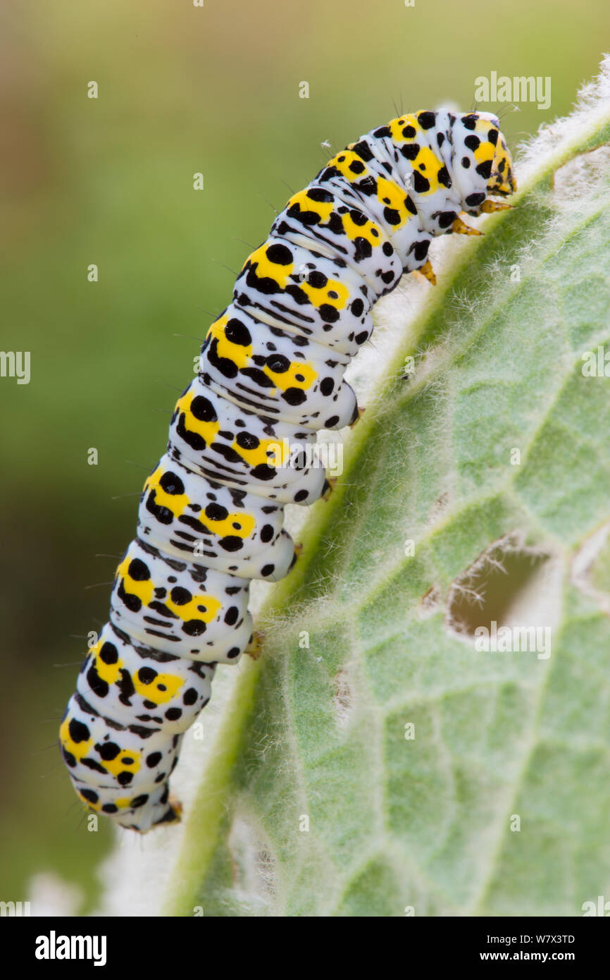 Mullein moth (Shargacucullia verbasci) Caterpillar. Devon, Royaume-Uni. De juin. Banque D'Images