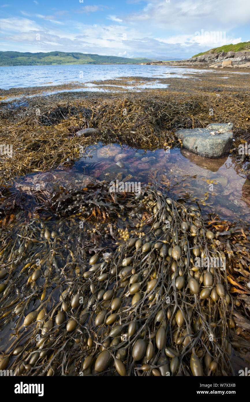 Rack d'oeufs / noueux algues (Ascophyllum nodosum) croissant dans la zone du milieu, découverte à marée basse. Isle of Mull, Scotland, UK. De juin. Banque D'Images