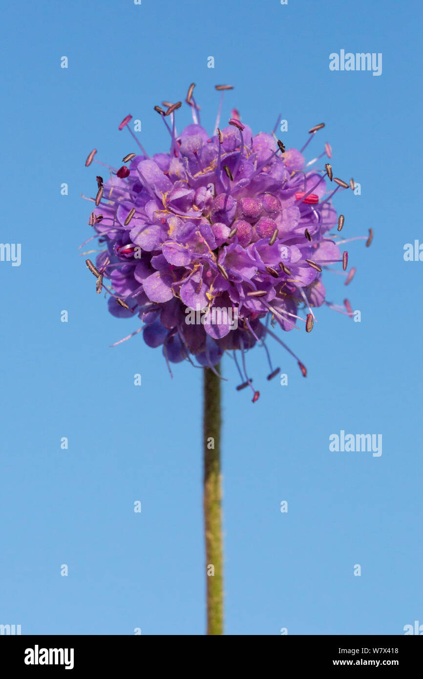 Devil's bit Scabious (Succisa pratensis). Parc national de Peak District, Derbyshire, Royaume-Uni. En août. Banque D'Images