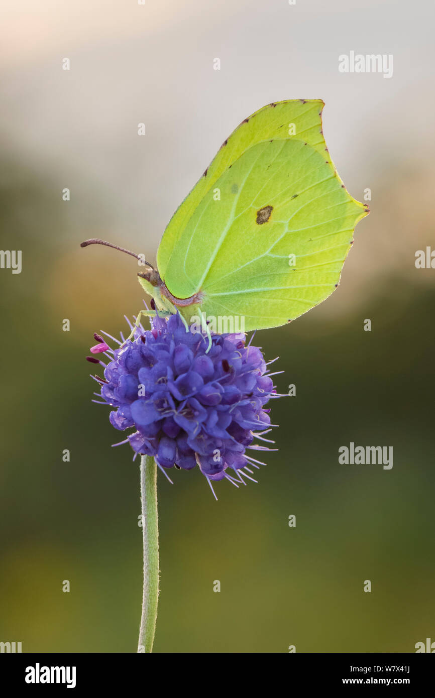 (Gonepteryx rhamni Brimstone Butterfly) sur Devil's bit Scabious (Succisa pratensis). Parc national de Peak District, Derbyshire, Royaume-Uni. En août. Banque D'Images