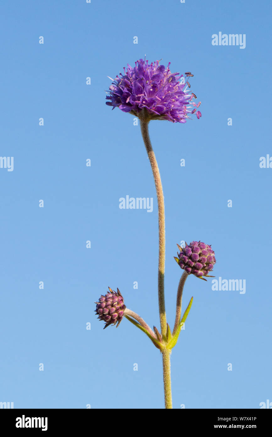 Devil's bit Scabious (Succisa pratensis). Parc national de Peak District, Derbyshire, Royaume-Uni. En août. Banque D'Images