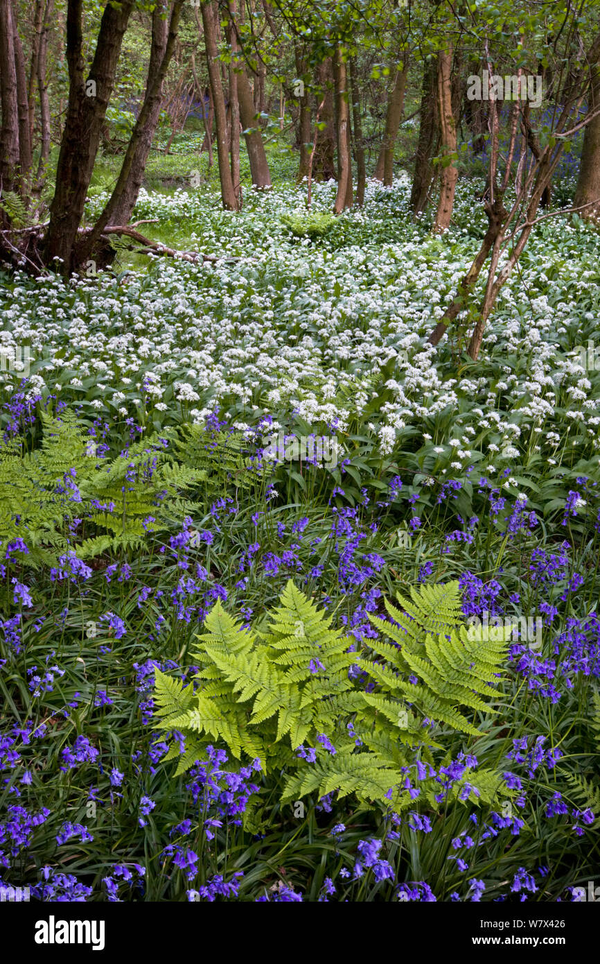 Ramsons / ail sauvage (Allium ursinum) et de jacinthes (Hyacinthoides non scriptus) floraison dans les forêts, parc national de Peak District, Derbyshire, Royaume-Uni, mai Banque D'Images