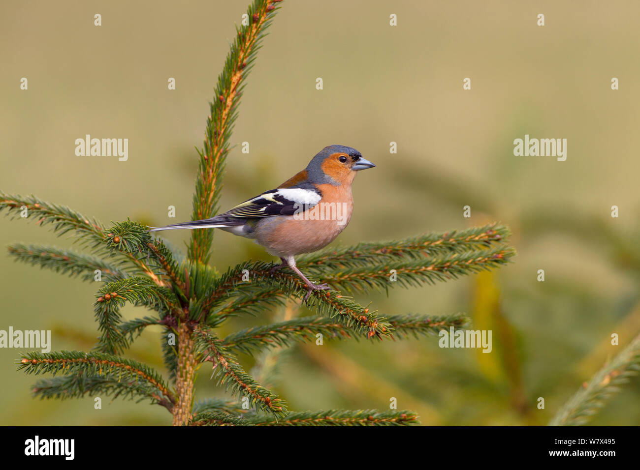 Chaffinch (Fringilla coelebs) mâle sur conifères. Norfolk, Royaume-Uni, mars. Banque D'Images