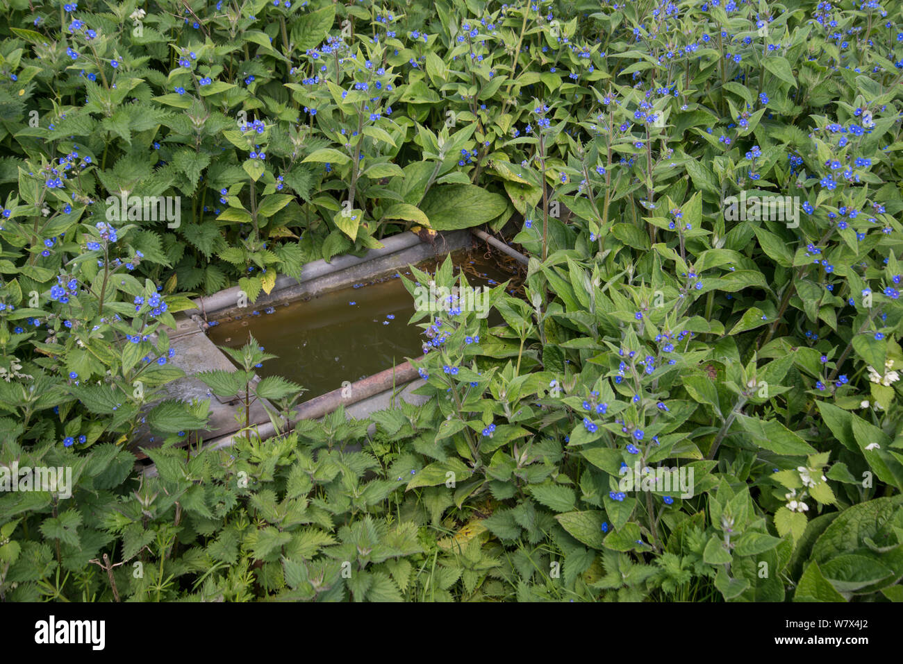 Orcanette vert (Pentaglottis sempervirens) avec l'ortie et le lamier blanc autour d'un vieux de plus en plus creux bovins, Surrey, Angleterre, avril. Banque D'Images