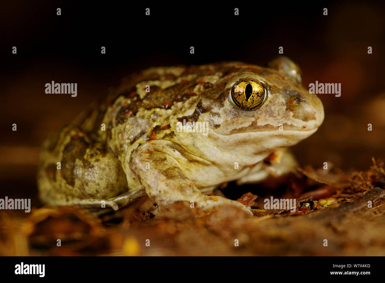 Crapaud commun (Pelobates fuscus), France, mai. Banque D'Images