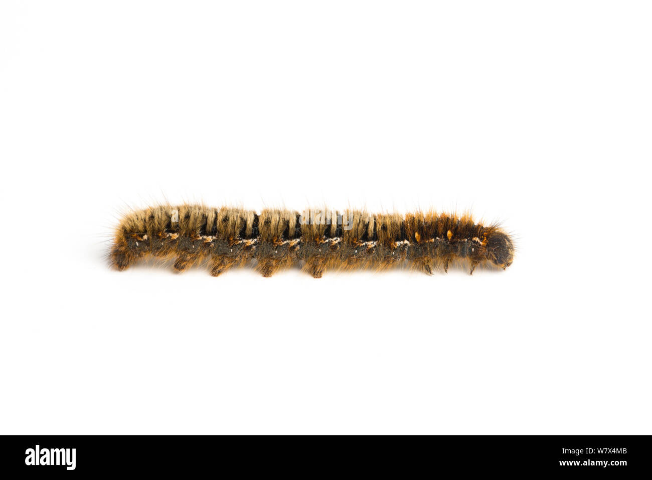 Fox Moth Macrothylacia rubi (caterpillar), Hallam Moor, dans le sud du Yorkshire. Mai. Banque D'Images