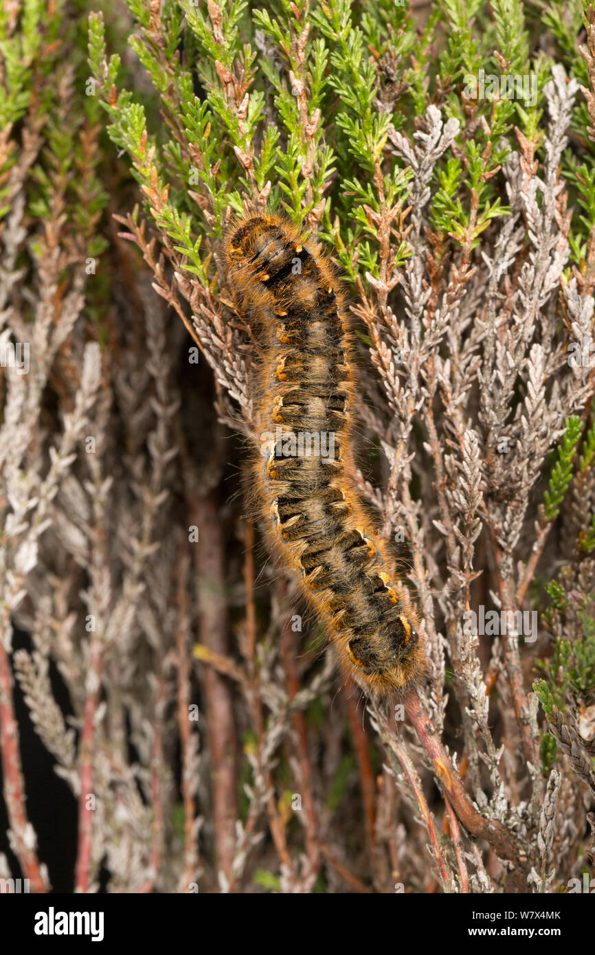 Fox Moth Macrothylacia rubi (caterpillar), Hallam Moor, South Yorkshire, UK. Mai. Banque D'Images
