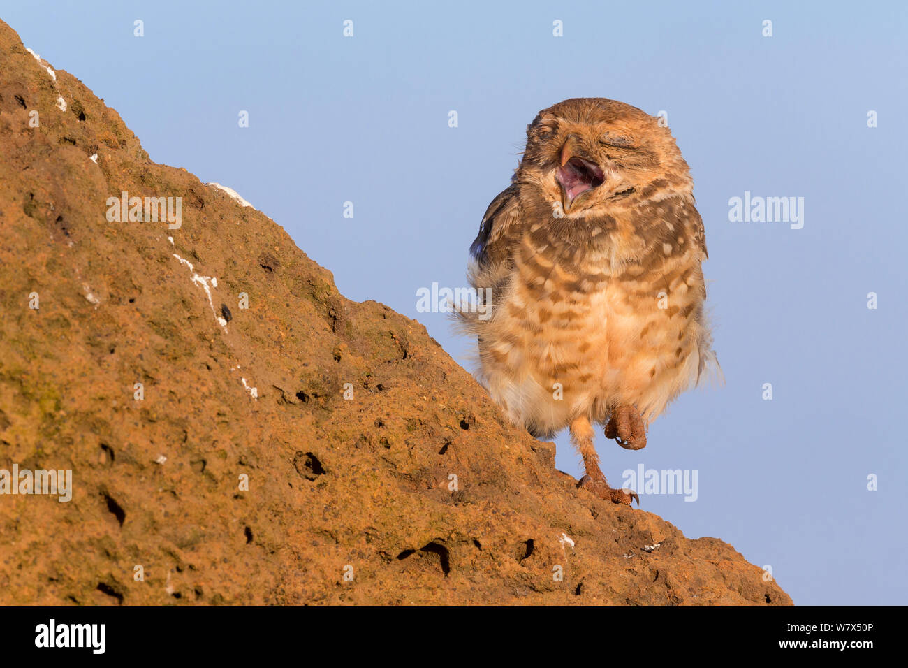 Chevêche des terriers (Athene cunicularia), des profils de bâiller, parc national Serra da Canastra, Brésil, janvier 2014. Banque D'Images