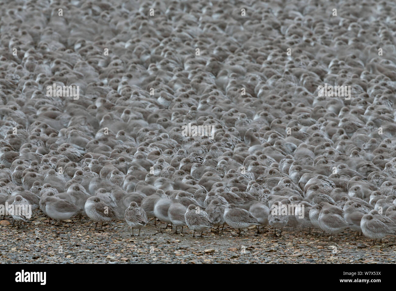 Troupeau de Bécasseau maubèche (Calidris canutus) en plumage d'hiver, se sont réunis à marée haute roost, King's Lynn, RSPB, Norfolk, Angleterre, Royaume-Uni. Novembre. Banque D'Images