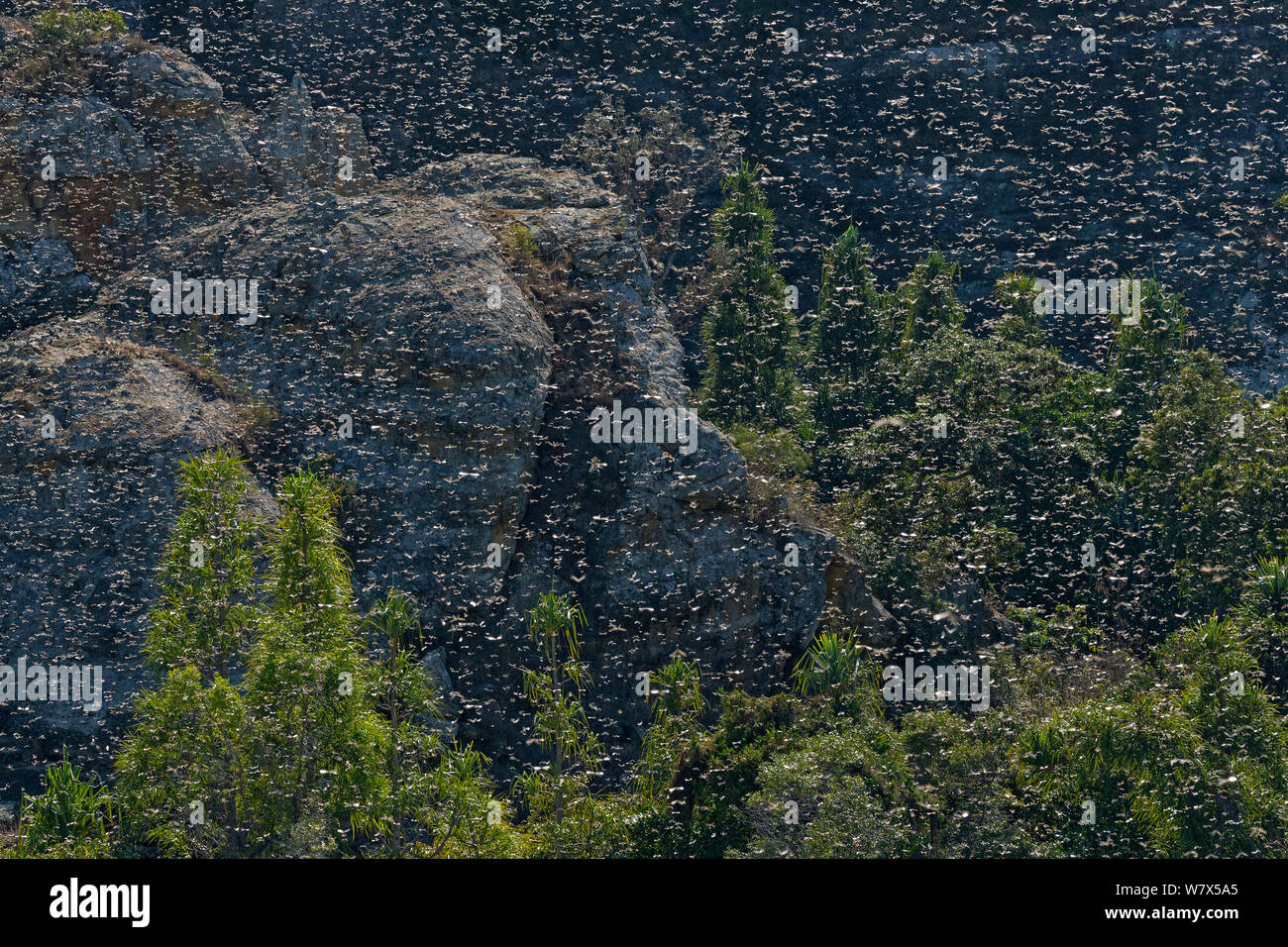 Criquet migrateur (Locusta migratoria capito) voler en essaim, Parc National d'Isalo, Madagascar. Août 2013. Banque D'Images