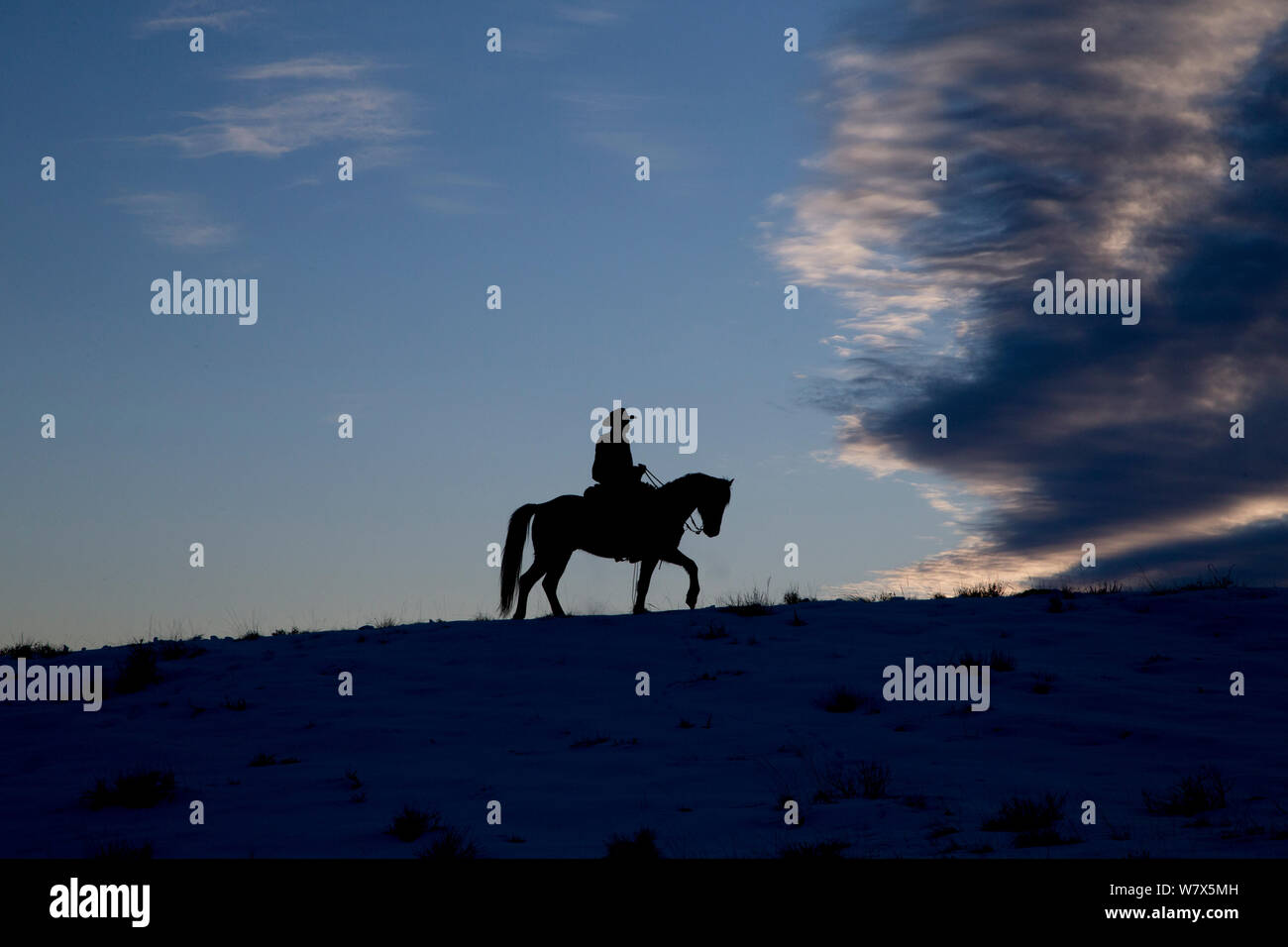 L'homme sur la silhouette du quarter horse au crépuscule, au ranch, Shell, Wyoming, USA. Février. Banque D'Images
