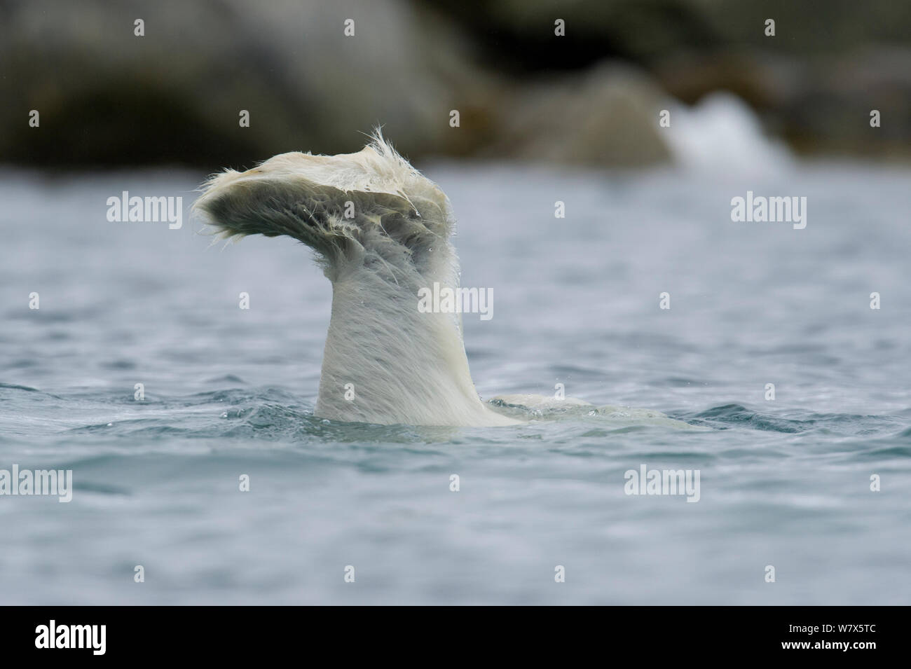 L'ours polaire (Ursus maritimus) plonger sous l'eau pour se nourrir d'une carcasse de baleine submergées, Svalbard, Norvège. Juillet. Banque D'Images