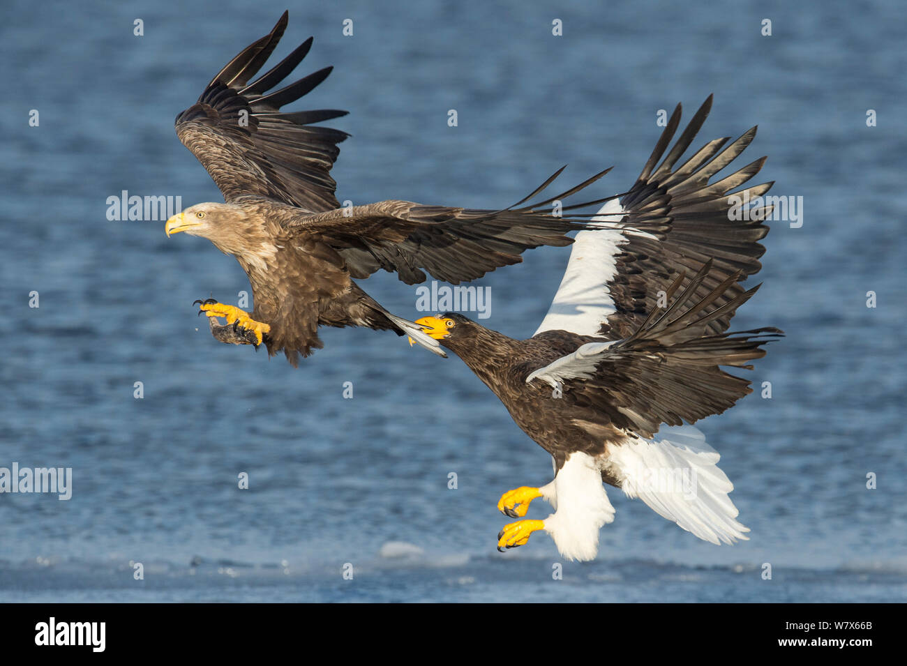 L'aigle de mer de Steller (Haliaeetus pelagicus) avec des combats adultes à queue blanche (Haliaeetus albicilla), Hokkaido, Japon. Février. Banque D'Images