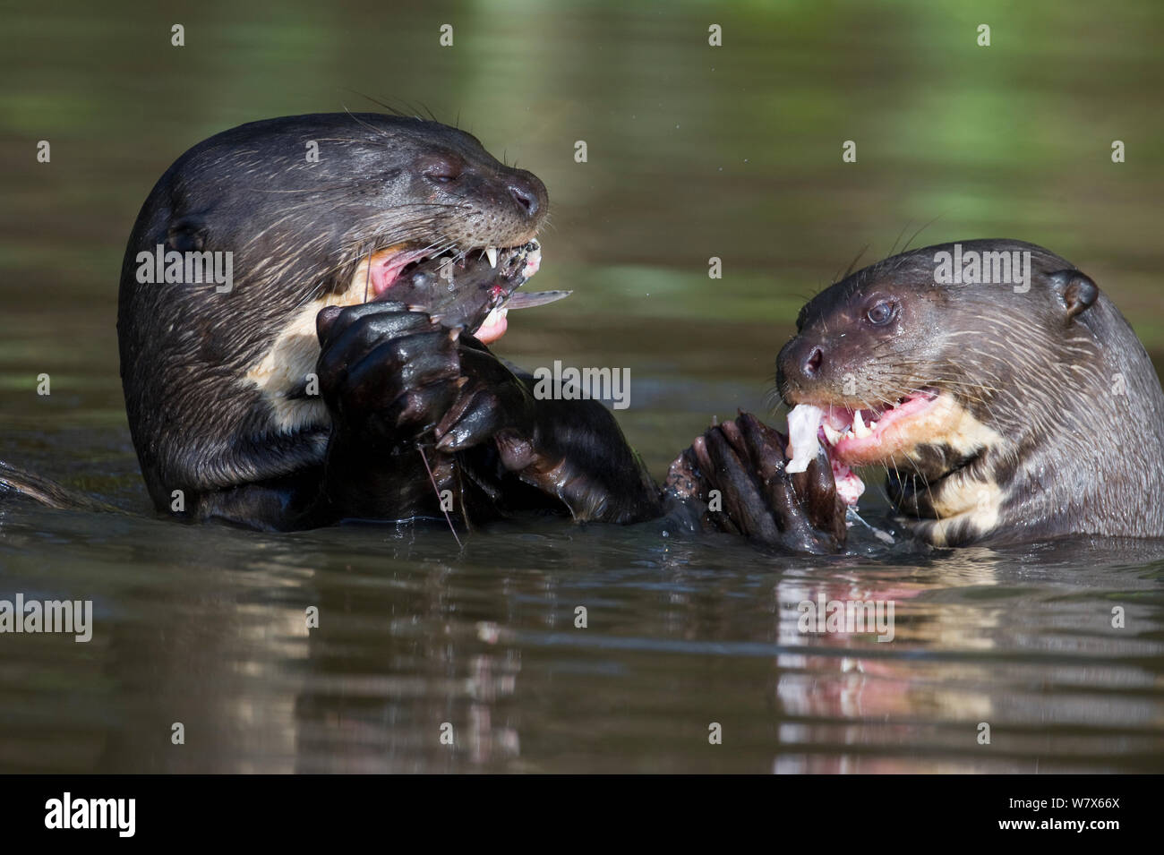 La loutre géante (Pteronura brasiliensis) se nourrir de poissons, Pantanal, Mato Grosso, Brésil. En août. Banque D'Images