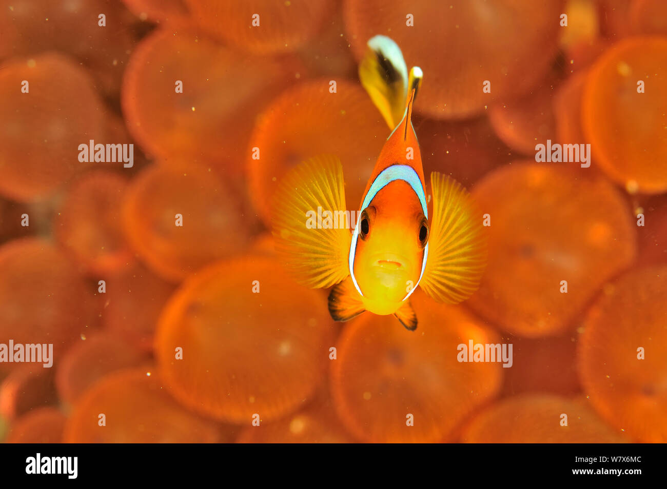 Oman poisson clown / poissons clowns (Amphiprion omanensis) dans un réservoir en un tentacule (anémone de mer Entacmaea quadricolor), côte du Dhofar et îles Hallaniyat, Oman. Mer d'Oman. Banque D'Images