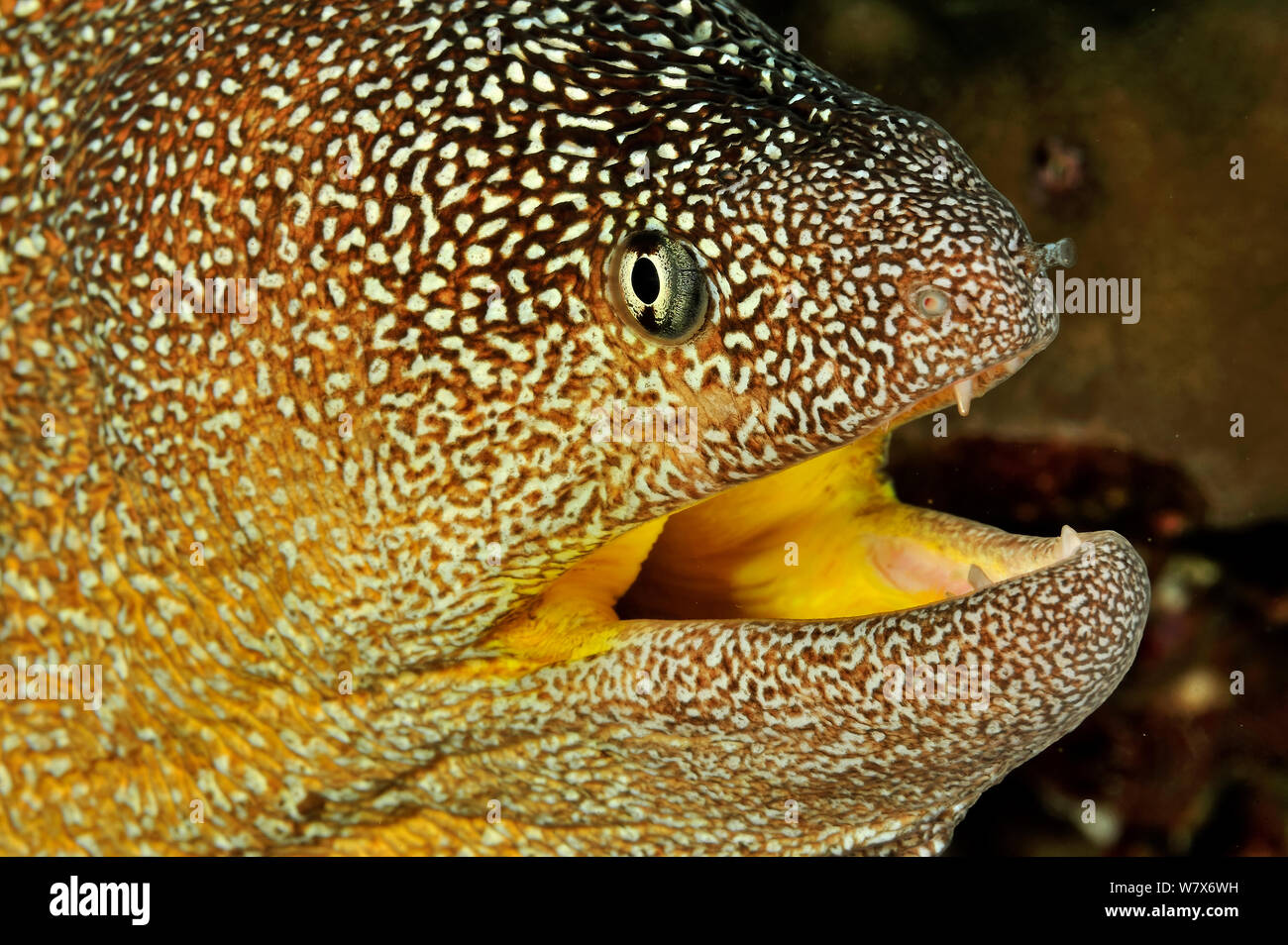 Gros plan de la tête d'un Yellowmouth / Gymnothorax nudivomer moray (étoilé) avec la bouche ouverte, l'autre du Dhofar et îles Hallaniyat, Oman. Mer d'Oman. Banque D'Images