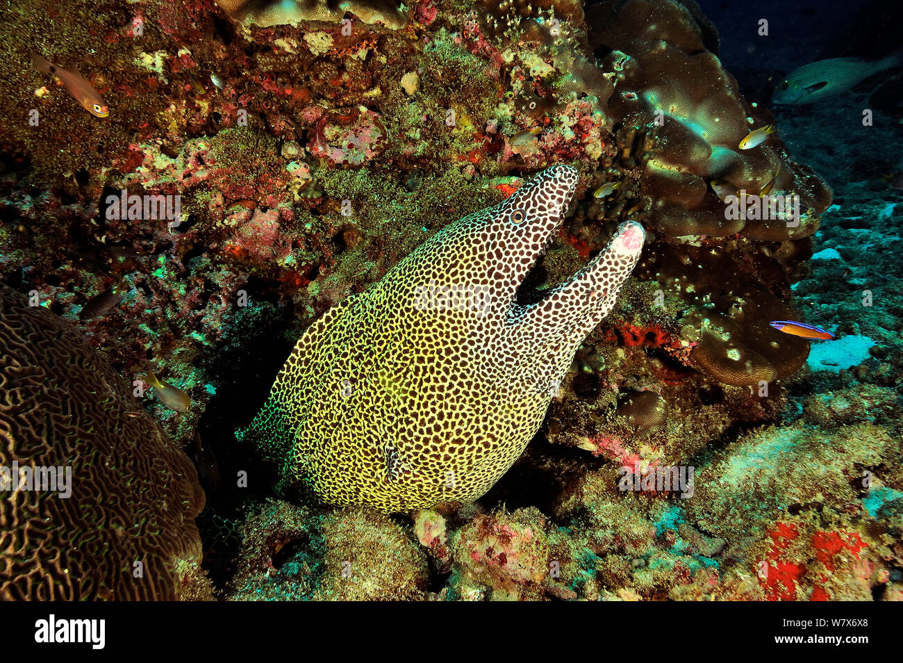 Murène Gymnothorax favagineus (HONEYCOMB) avec une blessure à la mâchoire, côte du Dhofar et îles Hallaniyat, Oman. Mer d'Oman. Banque D'Images