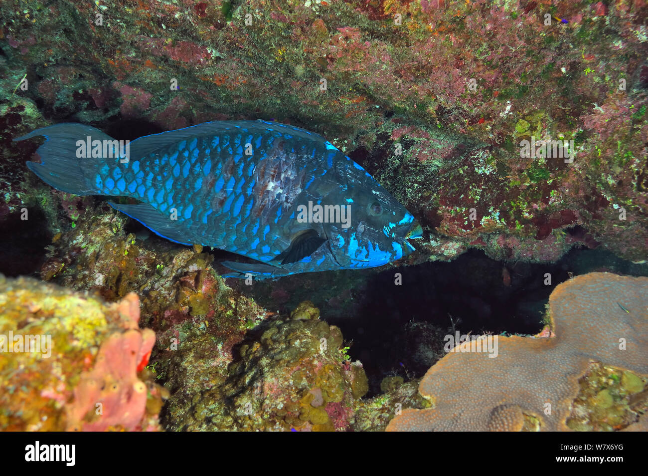 Perroquet (Scarus coelestinus minuit), l'île de San Salvador / Colombus Island, aux Bahamas. Des Caraïbes. Banque D'Images