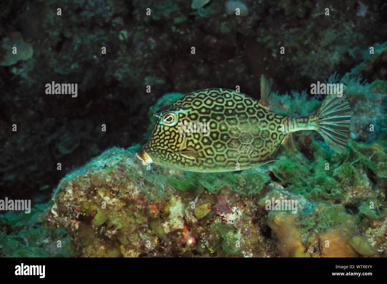 (Acanthostracion polygonius cowfish Honeycomb / Polygonia), l'île de San Salvador / Colombus Island, aux Bahamas. Des Caraïbes. Banque D'Images