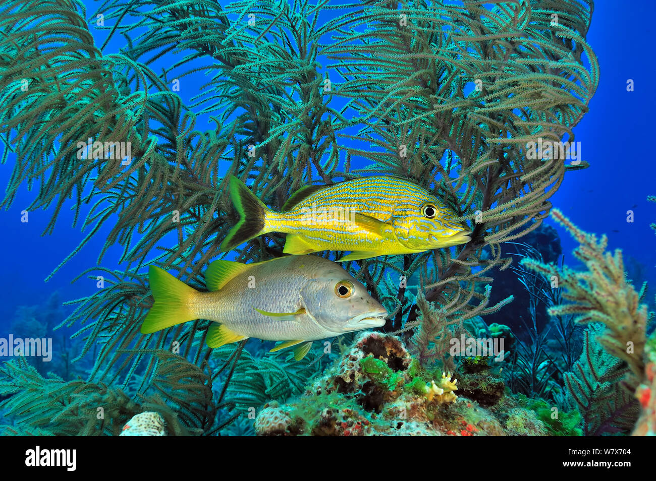 Bluestriped / boar grunt (Johnrandallia sciurus) et Maître / vivaneau (Lutjanus apodus Dogtooth) en face d'une sea rod / Plexaura gorgones (Eunicea / ), l'île de San Salvador / Colombus Island, aux Bahamas. Des Caraïbes. Banque D'Images