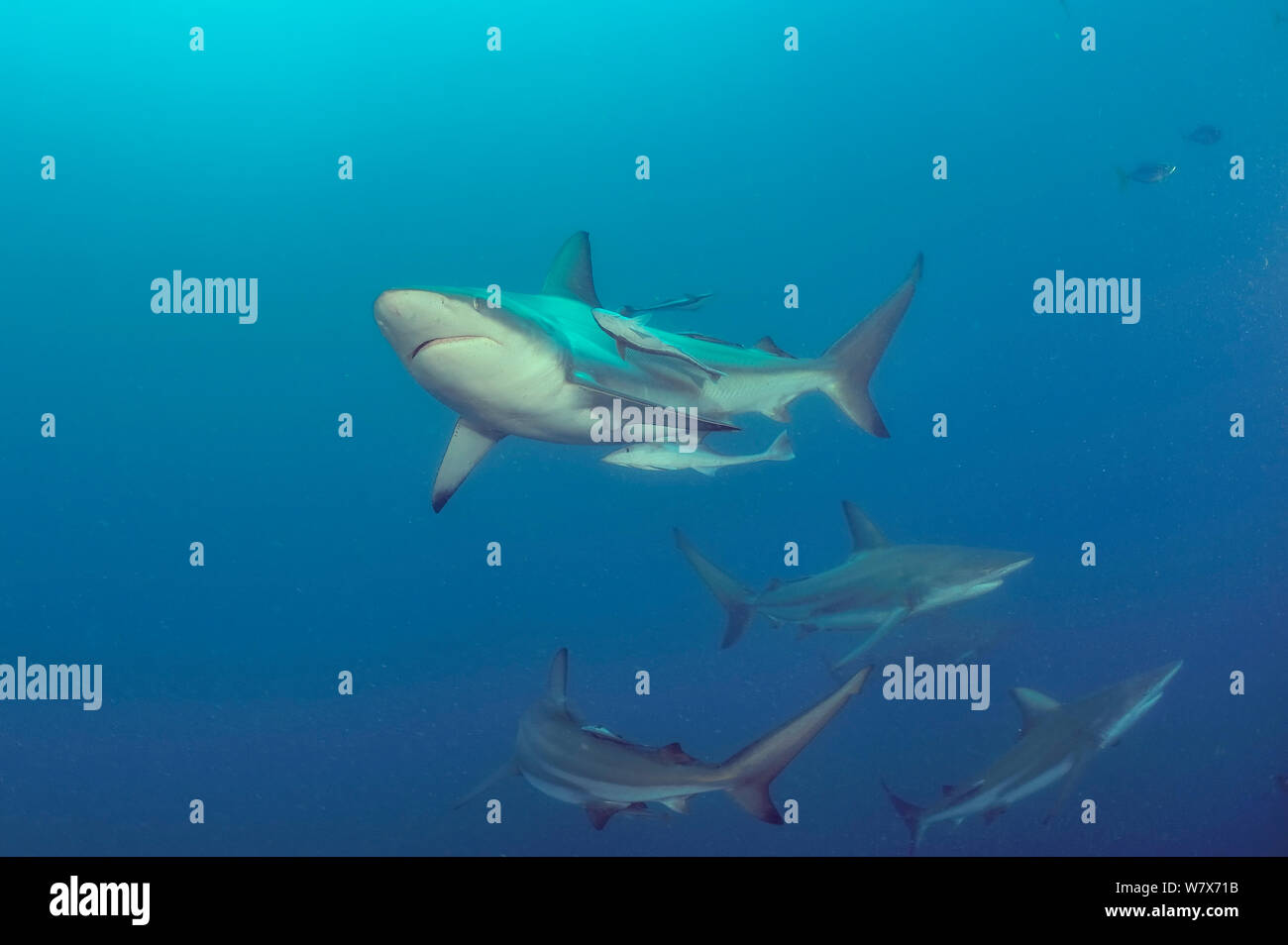 Blacktip requins (Carcharhinus limbatus) avec (Echeneis naucrates Remoras) attaché à certains d'entre eux, Kwazulu-Natal, Afrique du Sud. De l'Océan indien. Banque D'Images