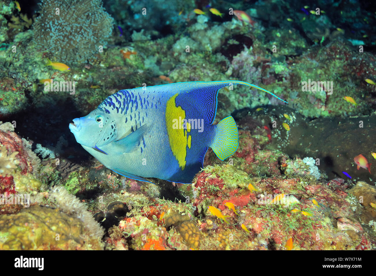 Angelfish Pomacanthus maculosus (Arabe) sur le récif, le Soudan. Mer Rouge. Banque D'Images