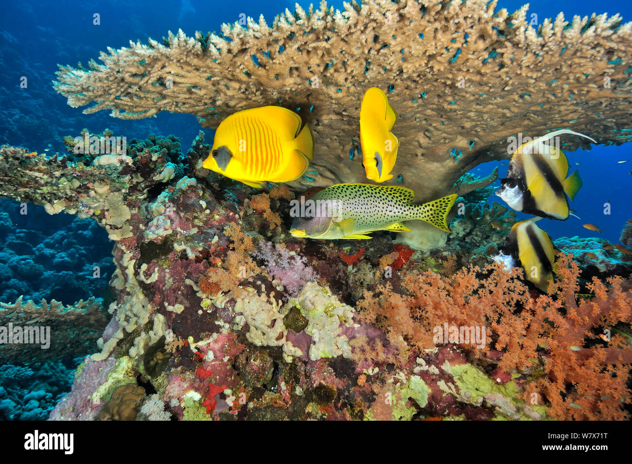 Paire de papillons Chaetodon semilarvatus (masqué), paire de Red Sea bannerfish (Heniochus intermedius) et d'Épinoche tachetée (Plectorhinchus gaterinus gaterins) sous une table de corail dur (Acropora) Soudan. Mer Rouge. Banque D'Images