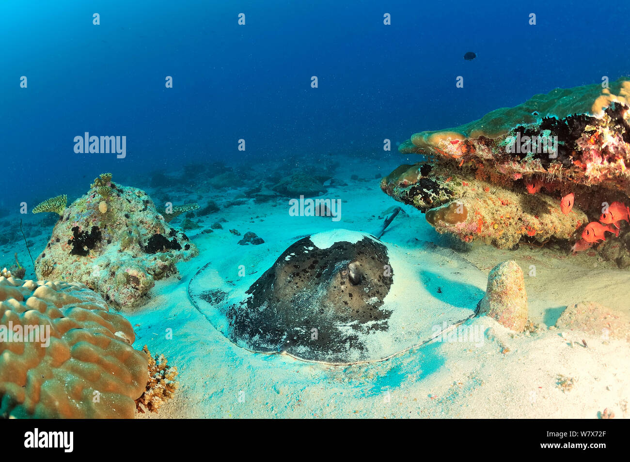 Épinoche tachetée stingray (Taeniura meyeni) demi-enterré dans le sable, aux Maldives. De l'Océan indien. Banque D'Images