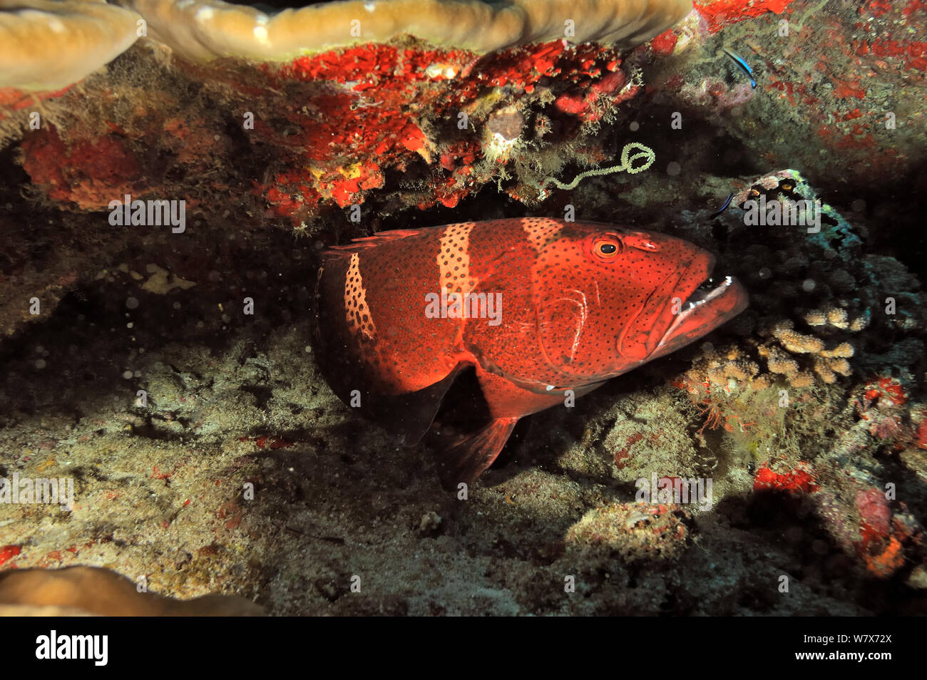 Blacksaddle Plectropomus laevis (mérou) nettoyer par un poisson nettoyeur commun (Labroides dimidiatus) Maldives. De l'Océan indien. Banque D'Images