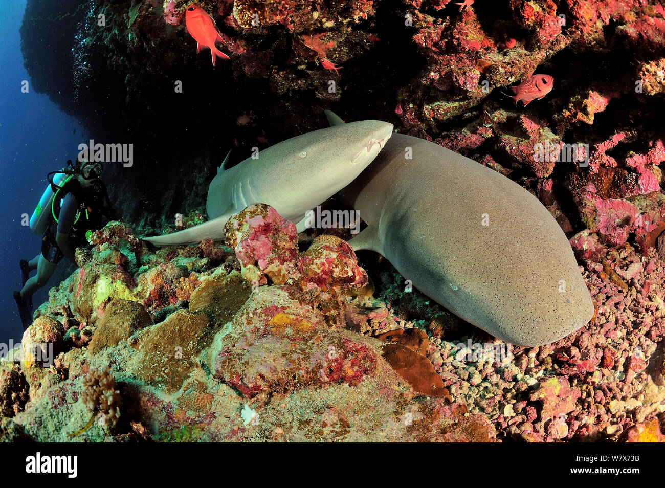 Diver près de deux requins nourrice (Nebrius ferrugineus) reposant, aux Maldives. De l'Océan indien. Avril 2013. Banque D'Images