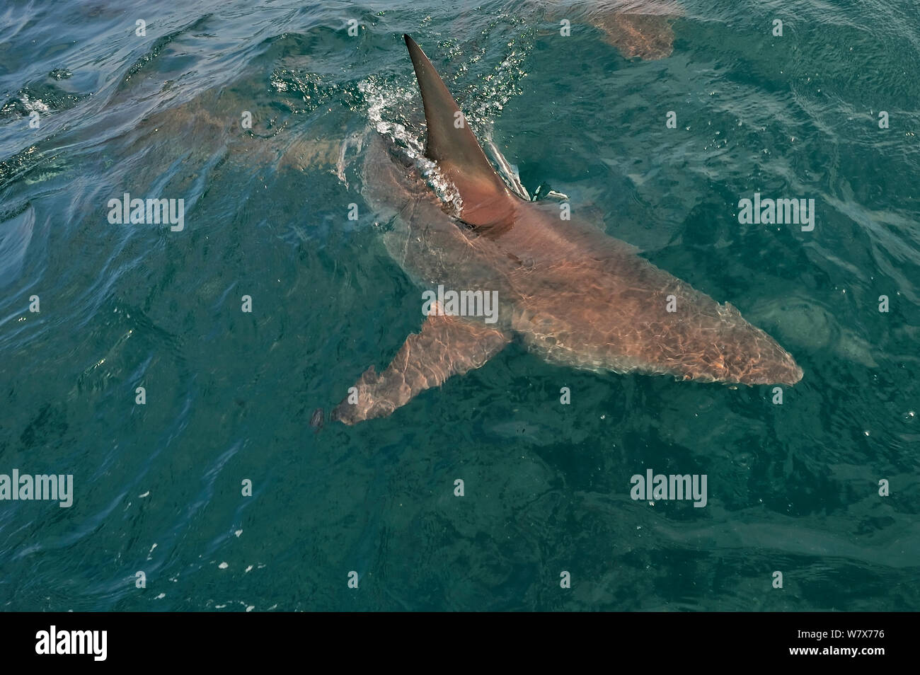 Blacktip shark (Carcharhinus limbatus) à la surface, attirés par les appâts. Kwazulu-Natal, Afrique du Sud. De l'Océan indien. Banque D'Images