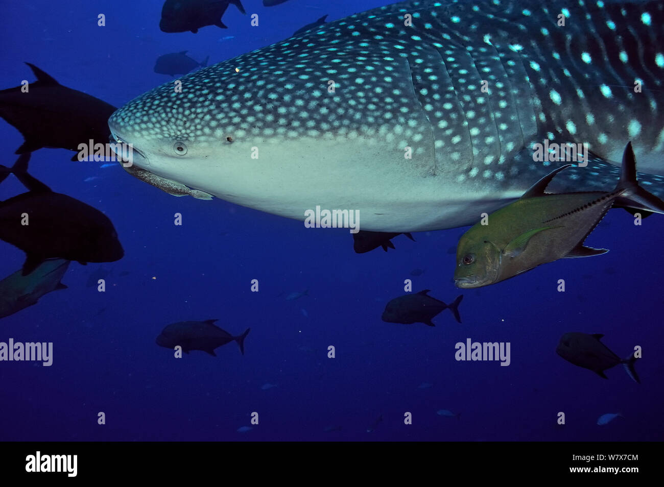 Gros plan de la tête d'un requin-baleine (Rhincodon typus) avec Remora remora Remora (ci-joint), et black jacks (Caranx lugubris), autour des îles Revillagigedo, au Mexique. De l'océan Pacifique. Banque D'Images
