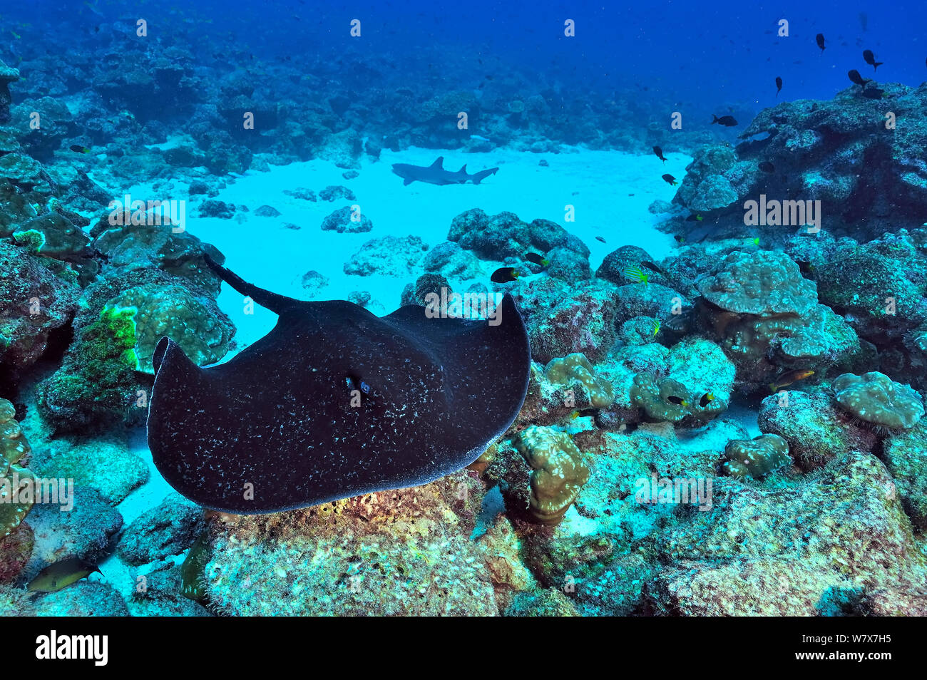 Épinoche tachetée stingray (Taeniura meyeni) nager près de corail avec un requin à pointe blanche (Triaenodon obesus) reposant sur le fond marin dans l'arrière-plan, l'île Cocos (Costa Rica). De l'océan Pacifique. Banque D'Images