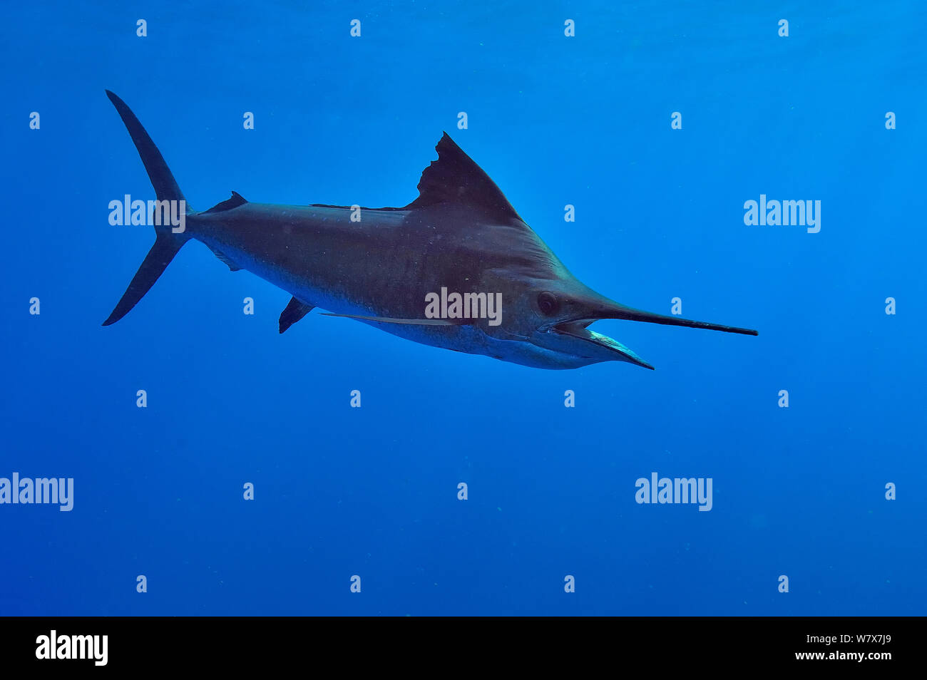 Voilier (Istiophorus albicans), péninsule du Yucatan, au Mexique. Des Caraïbes. Banque D'Images