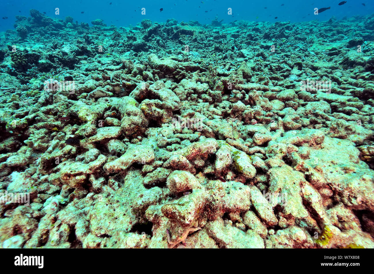 Les débris de coraux morts (Acropora et Porites ) probablement à cause de la décoloration des 1998 une année El Nino qui a tué un grand nombre de coraux des Maldives, Maldives. De l'Océan indien. Banque D'Images