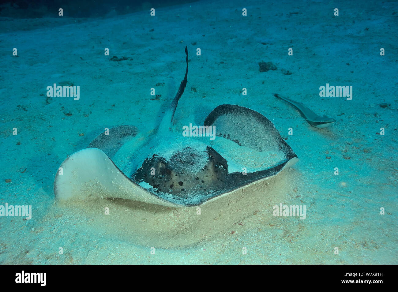 Stingray (Taeniura melanospilos Épinoche tachetée) et le bar rayé (Echeneis naucrates remora) portant sur la mer de sable lit, aux Maldives. De l'Océan indien. Banque D'Images