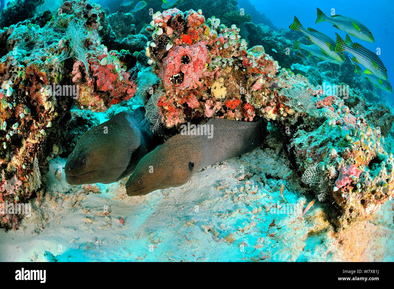 Deux énormes murènes (Gymnothorax javanicus) qui sortent de leurs terriers sur les récifs coralliens, avec sweetlips Oriental (Plectorhinchus orientalis) sur l'arrière-plan, les Maldives. De l'Océan indien. Banque D'Images