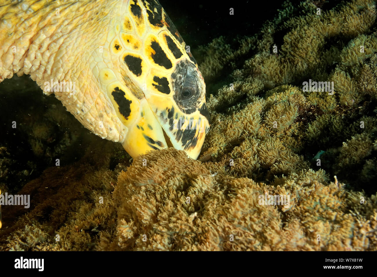 La tortue imbriquée (Eretmochelys imbricata) se nourrissant d'anémones de mer, les Maldives. De l'Océan indien. Banque D'Images