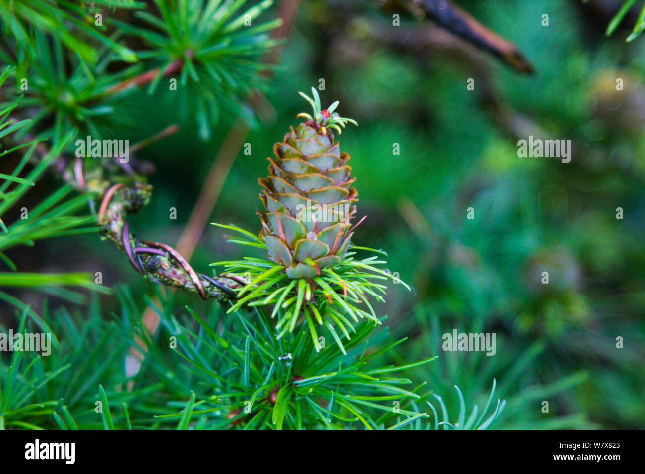 Cette étrange avec un cône de mélèze florette qui croissent sur son apex a été trouvé sur un spécimen dans un enthuiasts Bonsai collection en Irlande du Nord Banque D'Images