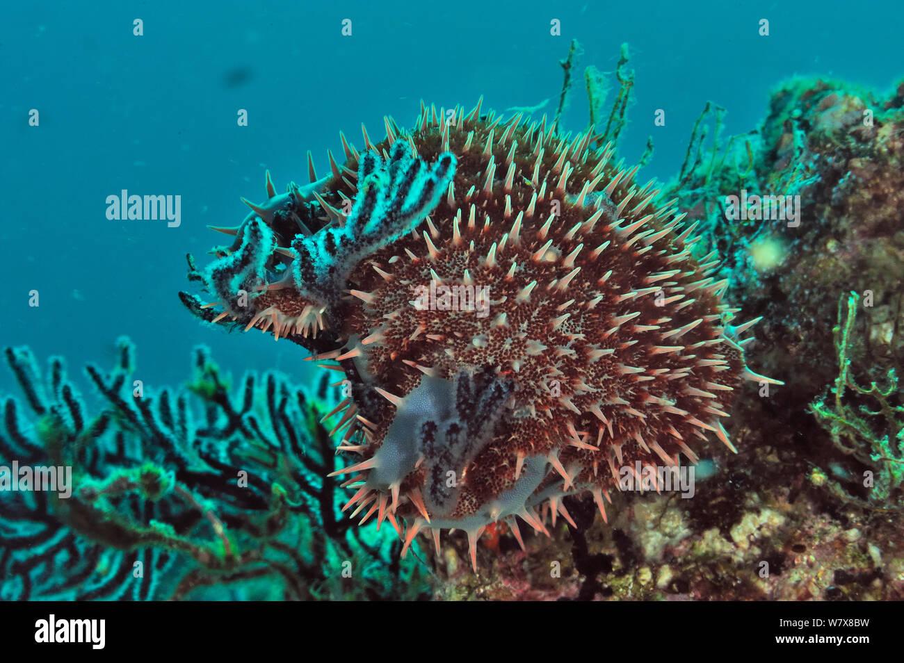 Couronne d'étoile de mer Acanthaster planci manger les polypes de corail mou, péninsule de Basse-Californie, au Mexique. Mer de Cortez. Banque D'Images