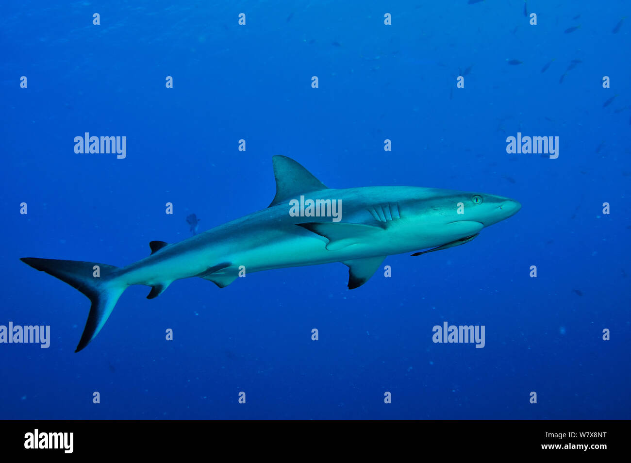 Les requins gris de récif (Carcharhinus amblyrhinchos) dans l'eau ouverte avec un bar d'Echeneis naucrates (Remora) dirigé par son chef, les Palaos. Mer des Philippines. Banque D'Images