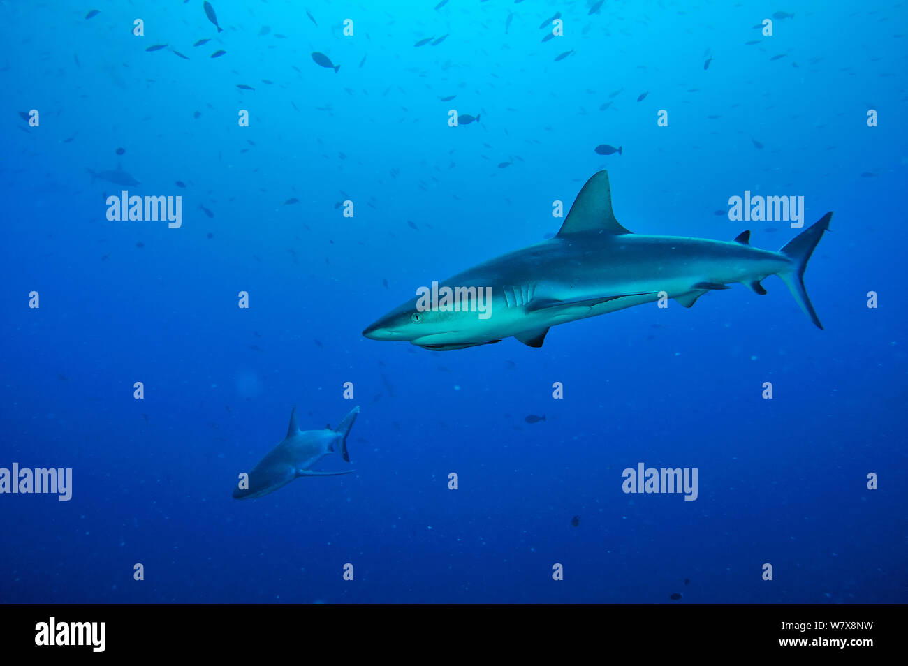 Les requins gris de récif (Carcharhinus amblyrhinchos) dans l'eau ouverte. Le requin sur le premier plan dispose d'un bar d'Echeneis naucrates (Remora) dirigé par son chef, les Palaos. Mer des Philippines. Banque D'Images