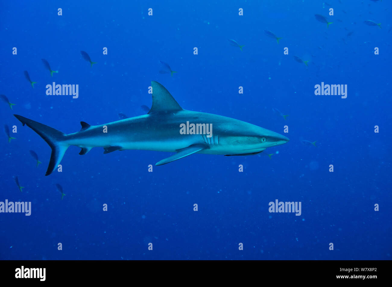 Requin gris de récif (Carcharhinus amblyrhinchos) dans l'eau ouverte avec un bar d'Echeneis naucrates (Remora) dirigé par son chef, les Palaos. Mer des Philippines. Banque D'Images